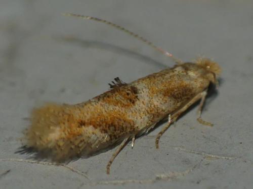 Bucculatrix ulmella